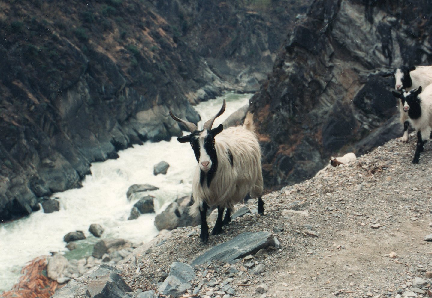 Tiger Leaping Gorge: Tiger Leaping Gorge - © William Mackesy