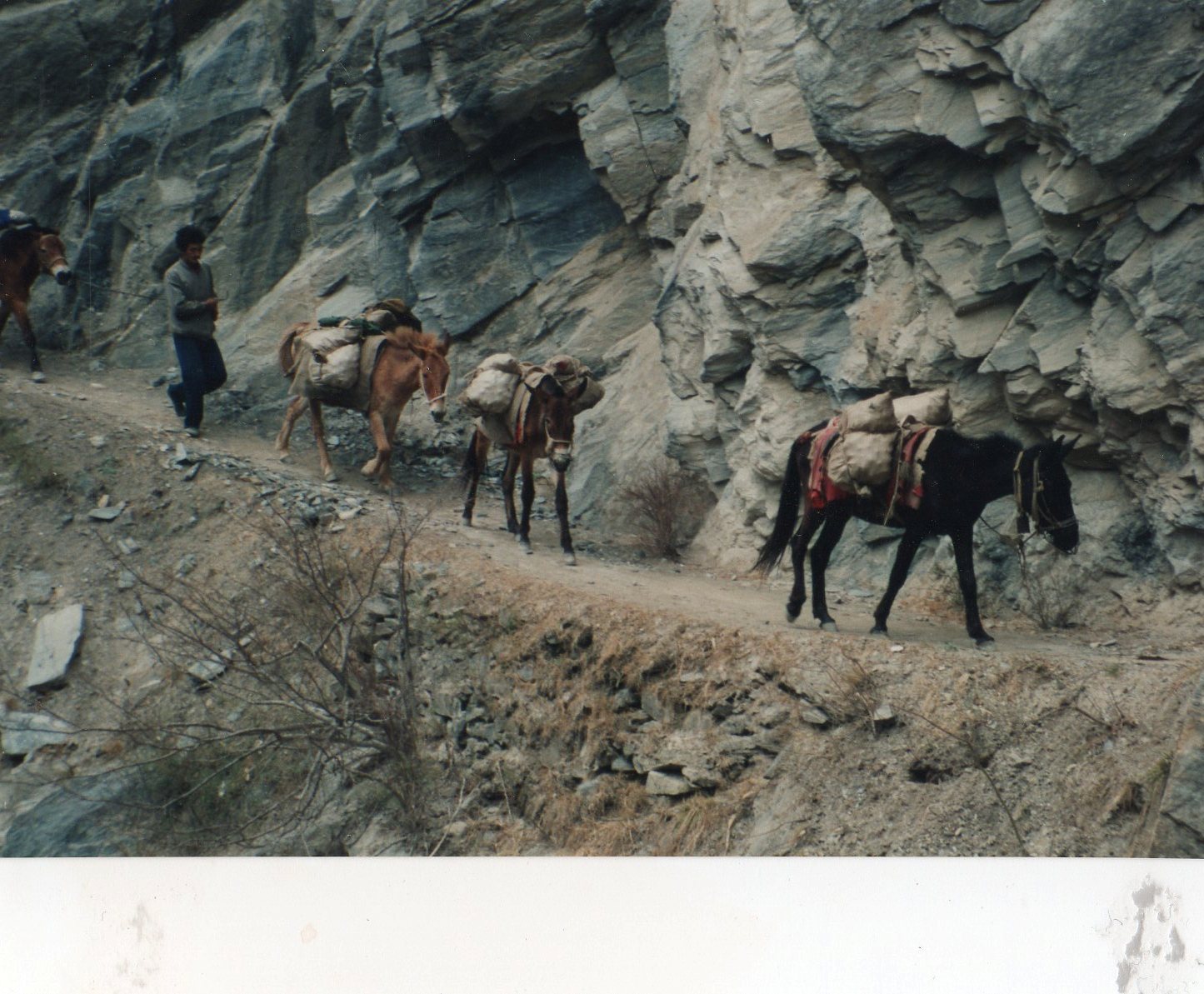 Tiger Leaping Gorge, old days as mule trail - © William Mackesy... Tiger Leaping Gorge: Tiger Leaping Gorge, old days as mule trail - © William Mackesy...