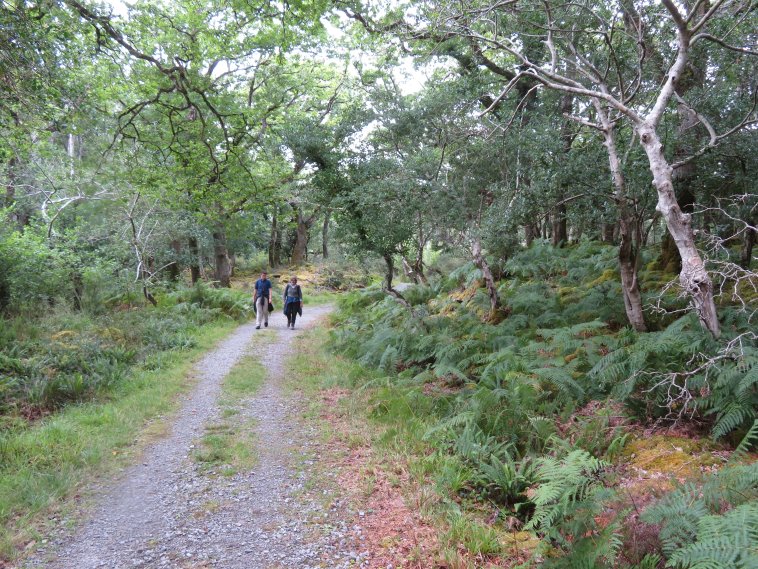 Ireland Kerry Killarney NP, Killarney National Park, , Walkopedia