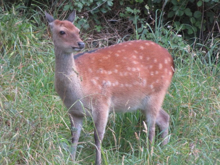 Ireland Kerry Killarney NP, Killarney National Park, , Walkopedia