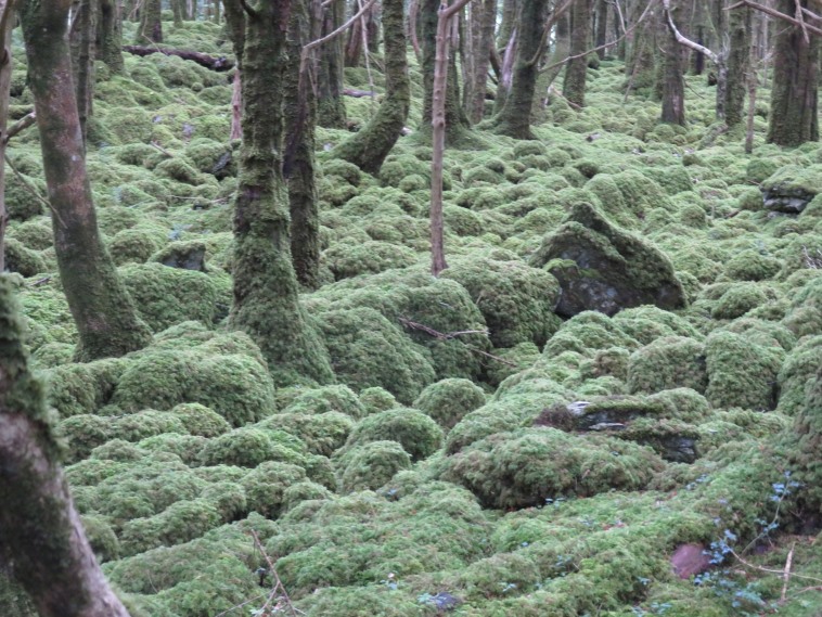 Ireland Kerry Killarney NP, Killarney National Park, Mossy boulders, Muckross Lake, Walkopedia