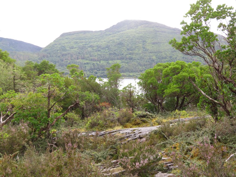 Ireland Kerry Killarney NP, Killarney National Park, Torc mountain from Muckross Lake, Walkopedia