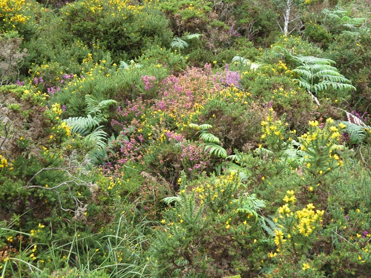 Ireland Kerry Killarney NP, Torc Mountain, , Walkopedia