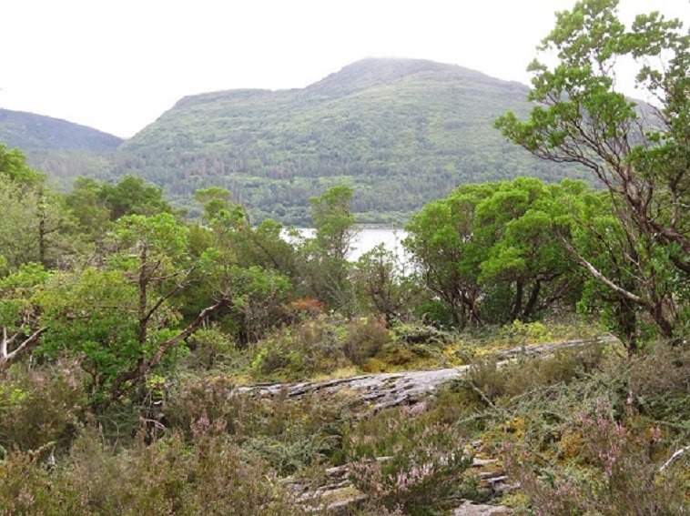 Ireland Kerry Killarney NP, Torc Mountain, Torc mountain from Muckross Lake, Walkopedia