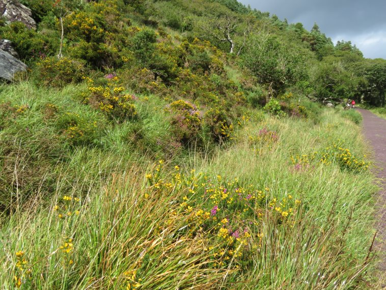 Ireland Kerry Killarney NP, Old Kenmare Road, , Walkopedia