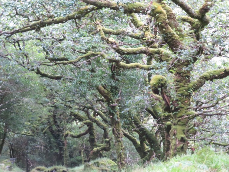 Ireland Kerry Killarney NP, Old Kenmare Road, , Walkopedia