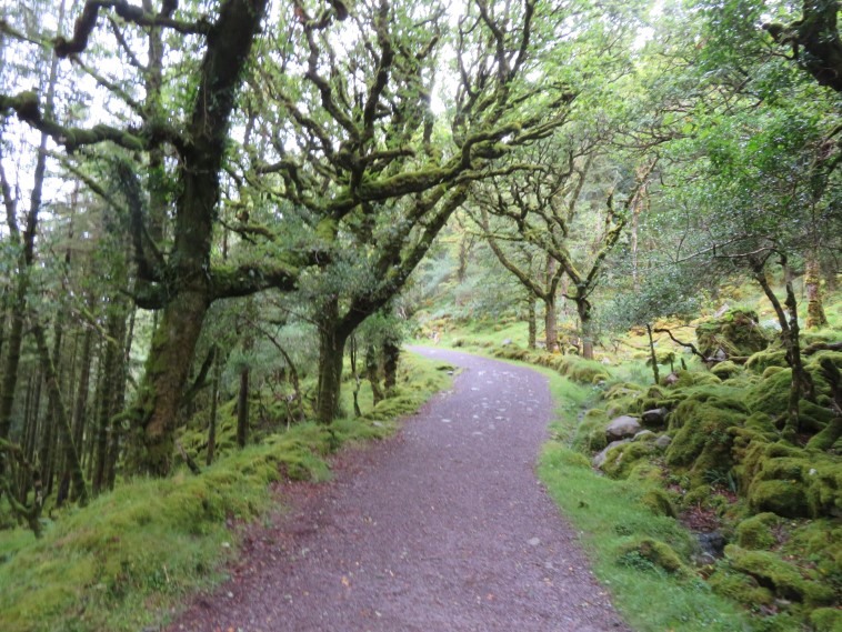 Ireland Kerry Killarney NP, Old Kenmare Road, Starting out up the Old Kenmare Road, Walkopedia