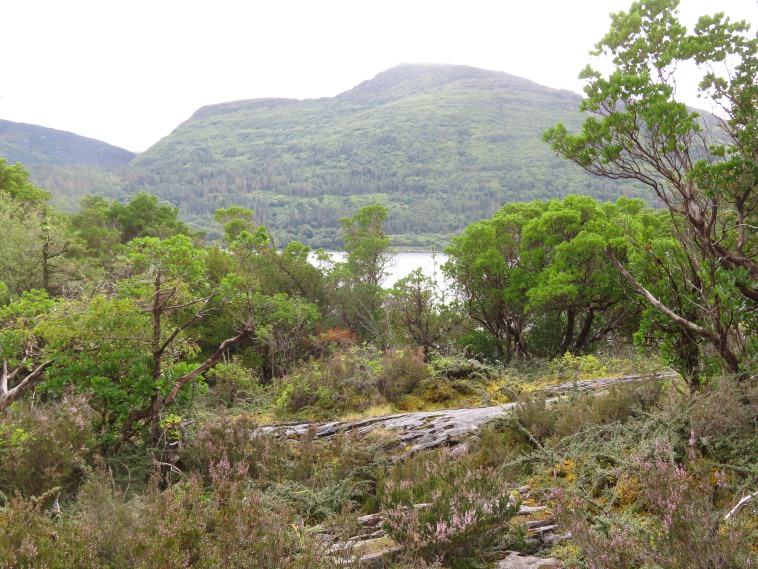 Ireland Kerry Killarney NP, Killarney Lakes, Torc mountain from Muckross Lake, Walkopedia