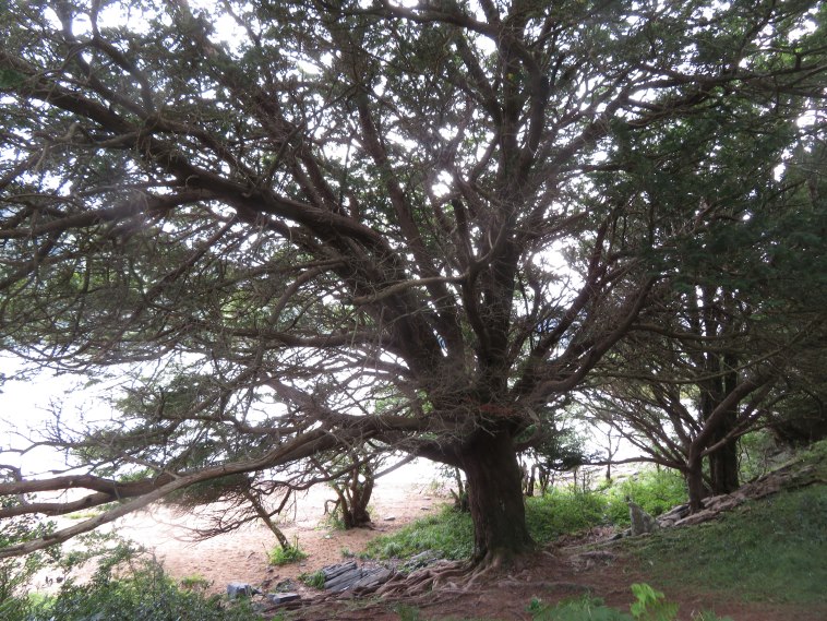 Ireland Kerry Killarney NP, Killarney Lakes, Yew, Walkopedia