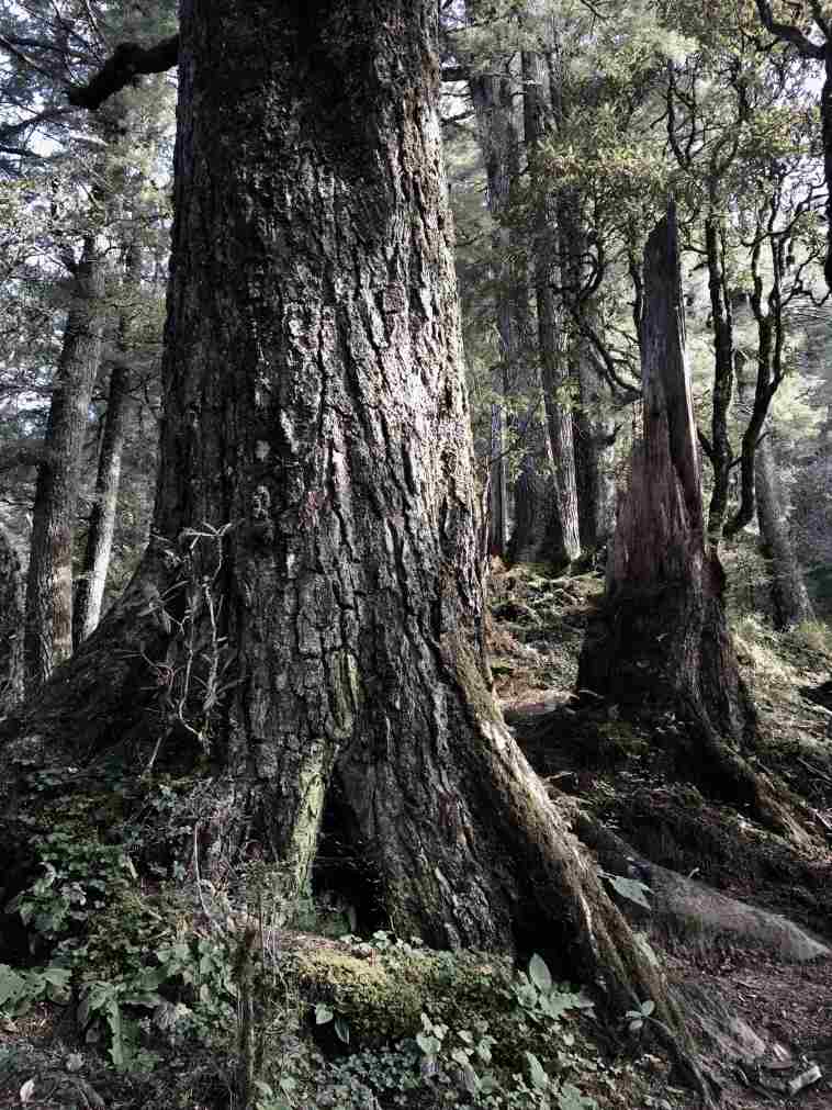 Bhutan, Dagala Trek, , Walkopedia