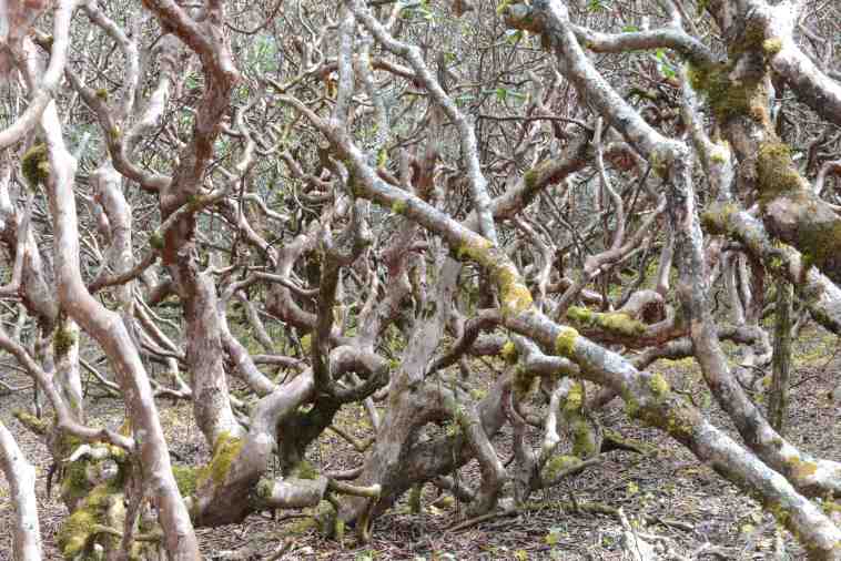 Bhutan, Dagala Trek, , Walkopedia