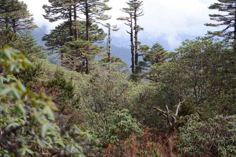 Bhutan, Dagala Trek, , Walkopedia