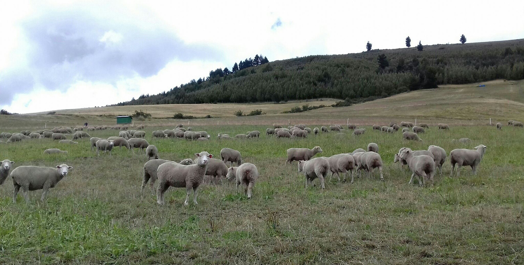 Ecuador Northern Andes: Otavalo Area, Cubilche, , Walkopedia