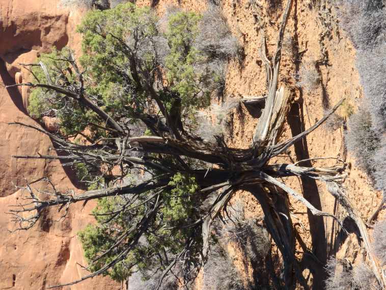 USA SW: Arches NP, Devil's Garden and Primitive Loop , Eroded roots, Walkopedia