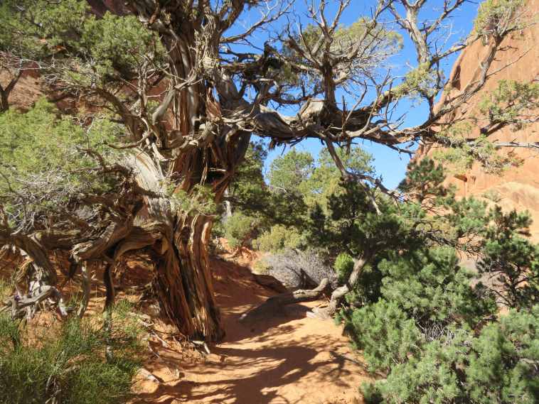 USA SW: Arches NP, Devil's Garden and Primitive Loop , , Walkopedia