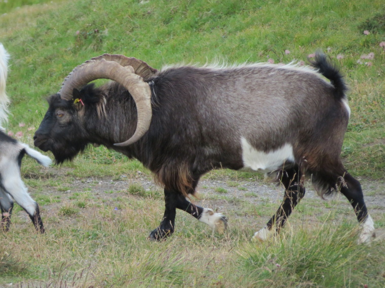 Austria Hohe Tauern, Sudetendeutscher Hohenweg , What is this, Walkopedia