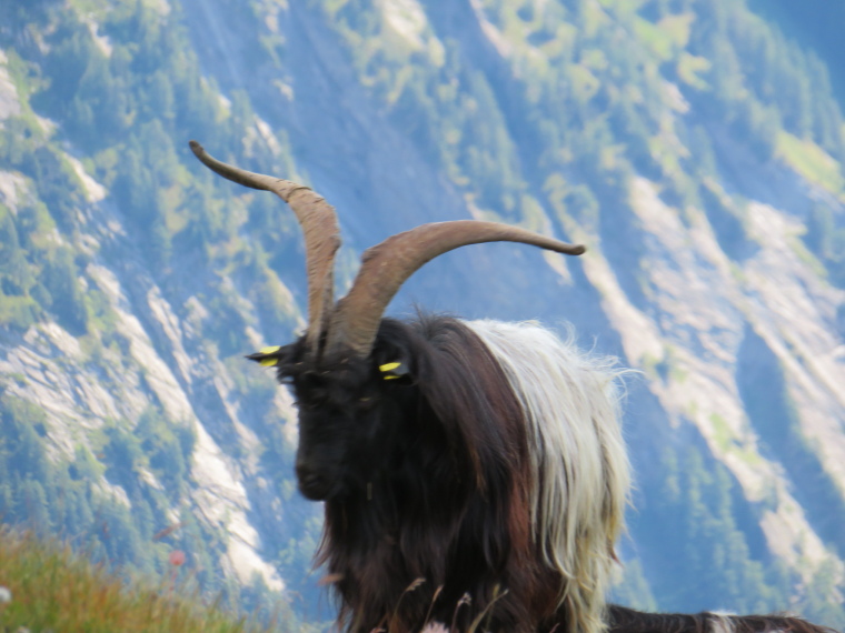 Austria Hohe Tauern, Sudetendeutscher Hohenweg , , Walkopedia