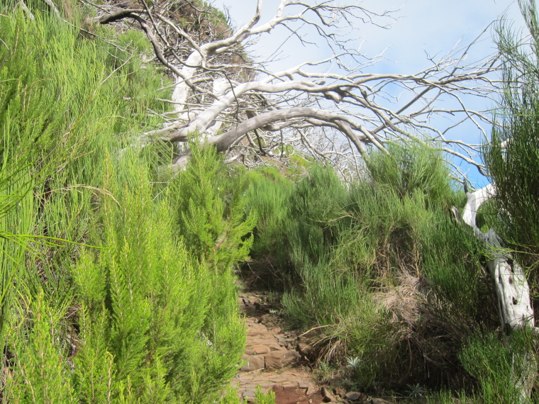 Portugal Madeira, Madeira , Below Pico Ruivo - dead trees and thich bush, Walkopedia