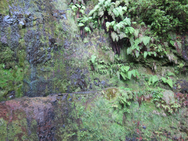 Portugal Madeira, Madeira , Calderao Verde -levada in sheer cliff, Walkopedia