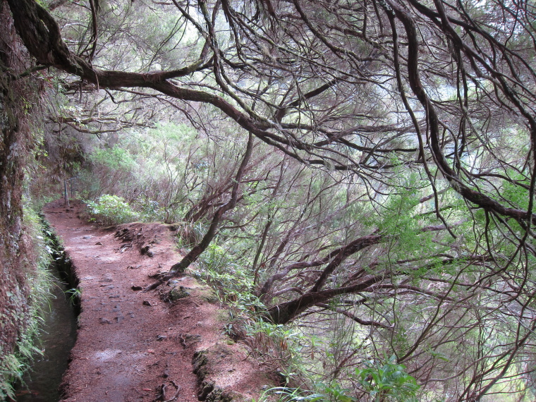 Portugal Madeira, Madeira , Levada de Lalderao Verde, Walkopedia