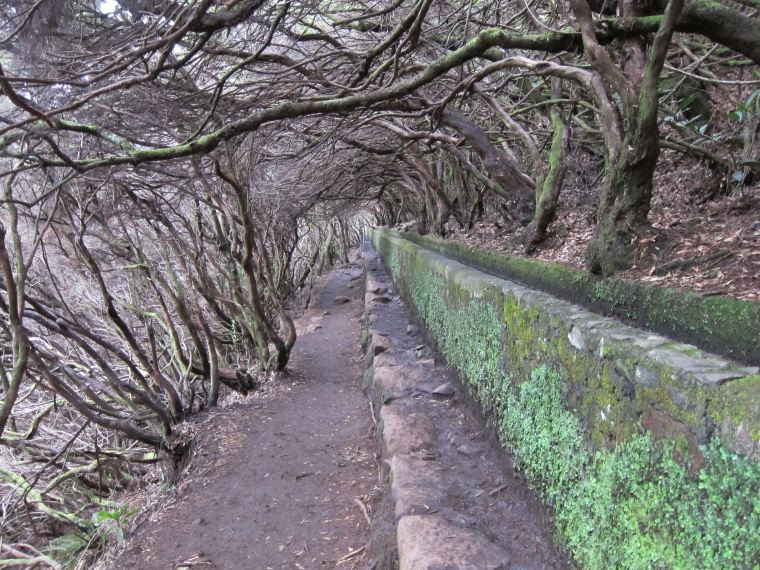 Portugal Madeira, Madeira , Tree tunnel, 25 fontes, Walkopedia