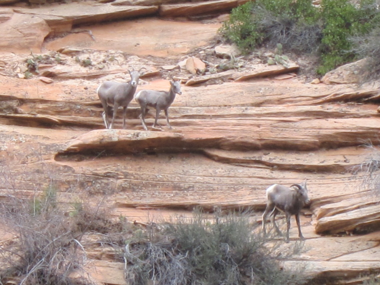 USA SW: Zion, Observation Point and Hidden Canyon, Long-horned Sheep, Walkopedia