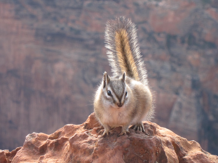 USA SW: Zion, Observation Point and Hidden Canyon, , Walkopedia