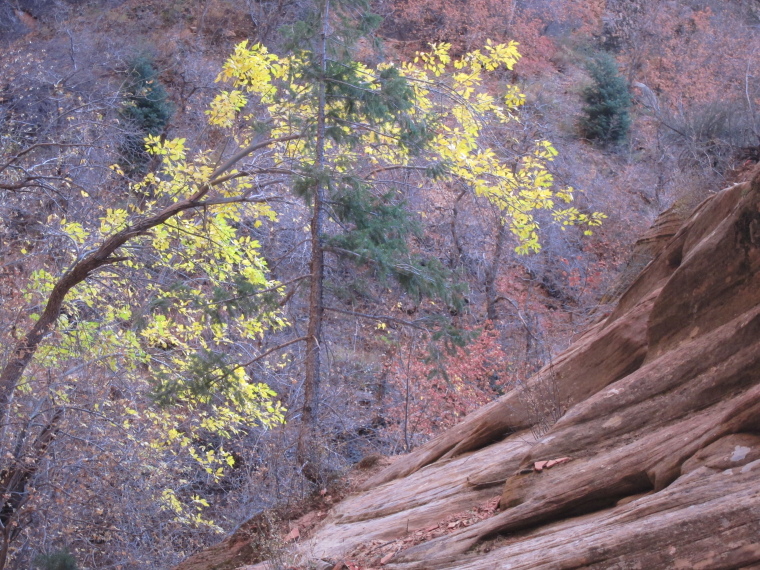 USA SW: Zion, Observation Point and Hidden Canyon, , Walkopedia