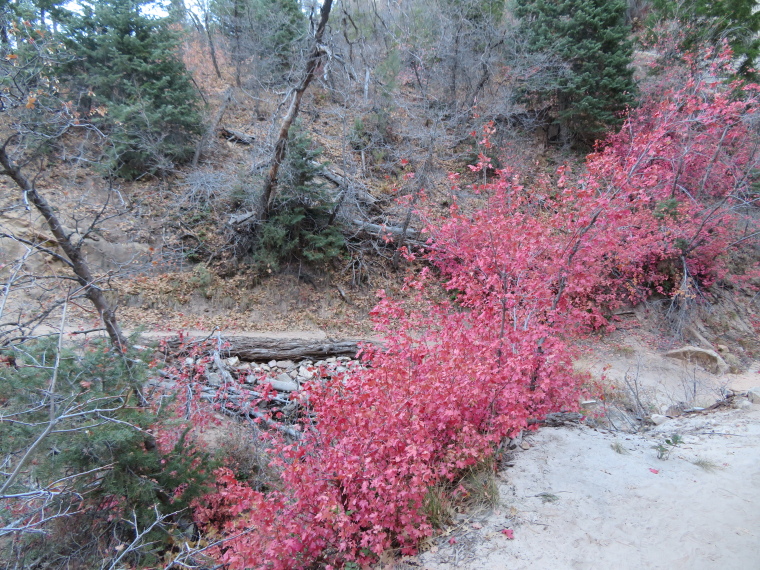 USA SW: Zion, West Rim Trail, , Walkopedia