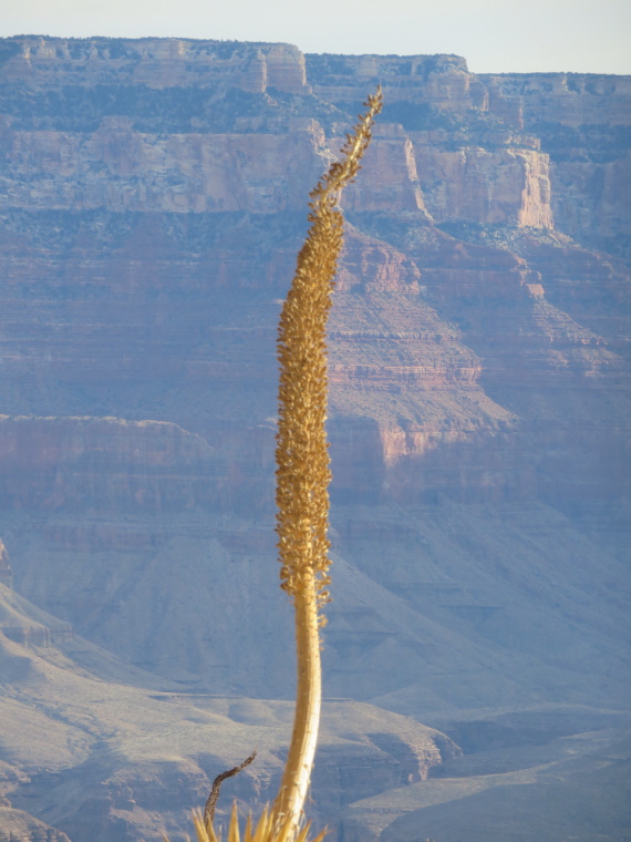 USA SW: Grand Canyon, South Kaibab Trail, , Walkopedia