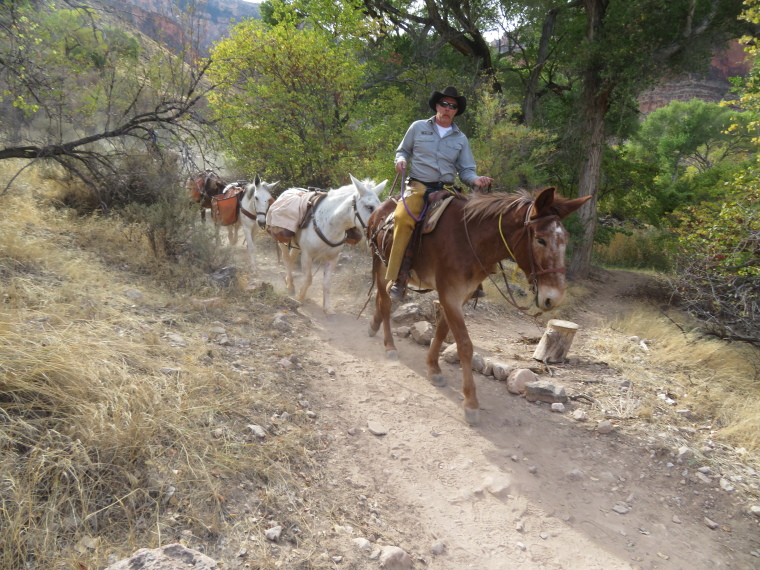 USA SW: Grand Canyon, Bright Angel Trail, IMule train to the bottom, Walkopedia