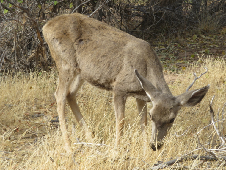 USA SW: Grand Canyon, Bright Angel Trail, Mule deer, Walkopedia