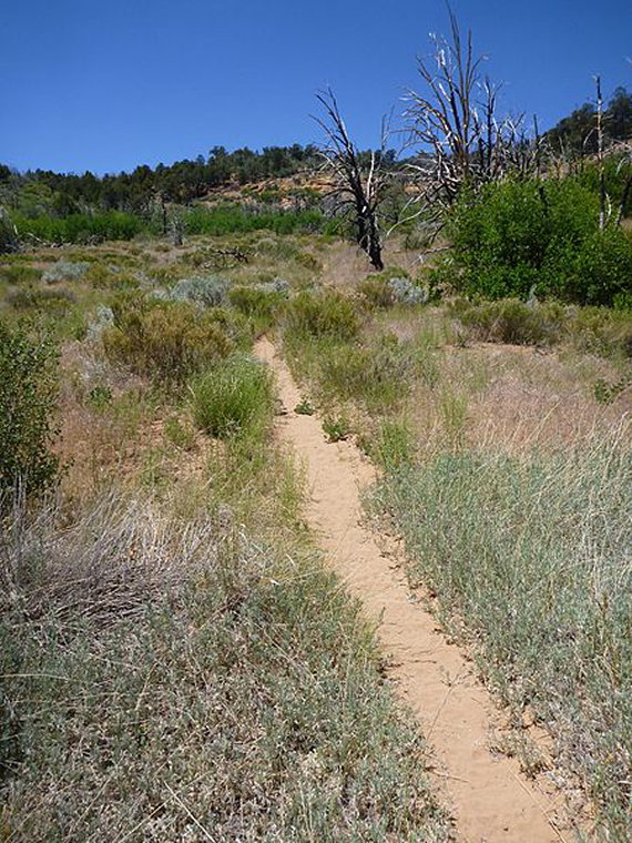 USA SW: Zion, East Rim and East Rim Summits Trails , Deer Trap Mountain Trail , Walkopedia