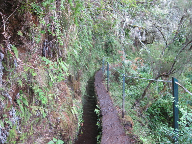 Portugal Madeira, Levada to Caldeirao Verde  , Cloud forest beauty of the early walk, Walkopedia