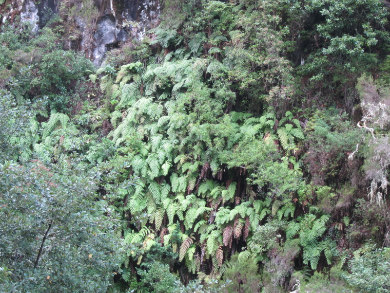 Portugal Madeira, Levada to Caldeirao Verde  , , Walkopedia