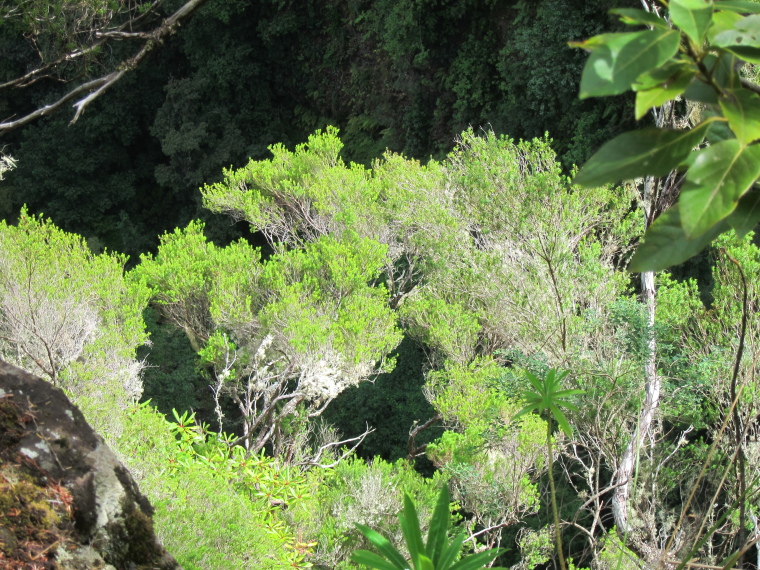 Portugal Madeira, Levada to Caldeirao Verde  , Vivid contrasts, Walkopedia