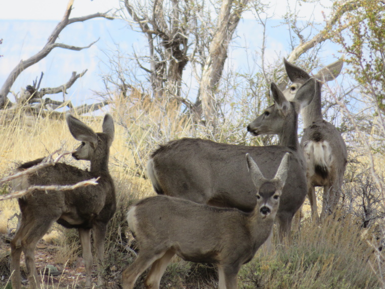 USA SW: Grand Canyon, Rim Trails, Mule deer near Desert View lookout, Walkopedia