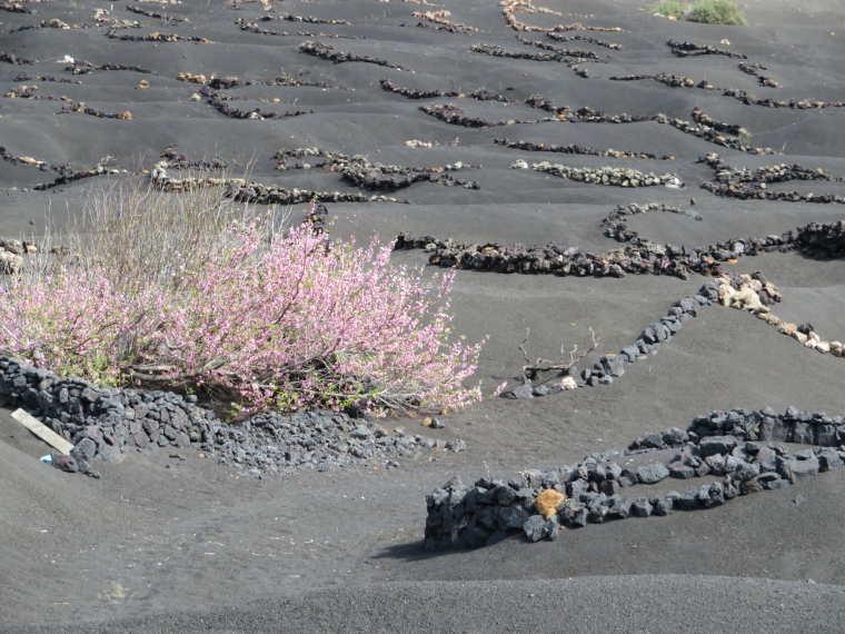 Spain Canary Islands: Lanzarote, Lanzarote, La Geria, Walkopedia