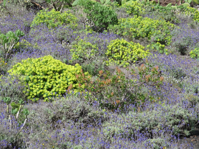 Spain Canary Islands: Lanzarote, Lanzarote, , Walkopedia