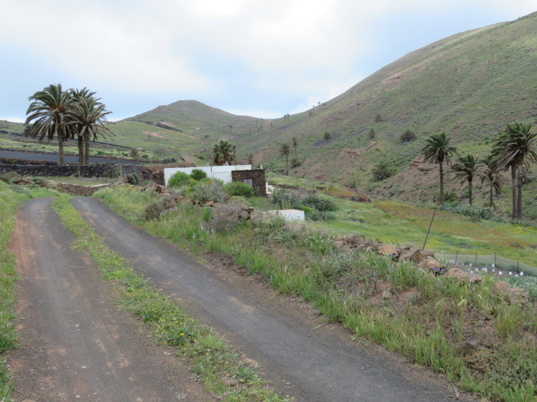 Spain Canary Islands: Lanzarote, Valleys West of Haria , Castillejos valley track, Walkopedia