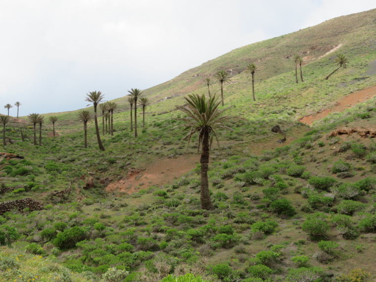 Spain Canary Islands: Lanzarote, Valleys West of Haria , Scattered palms, Castillejos valley, Walkopedia