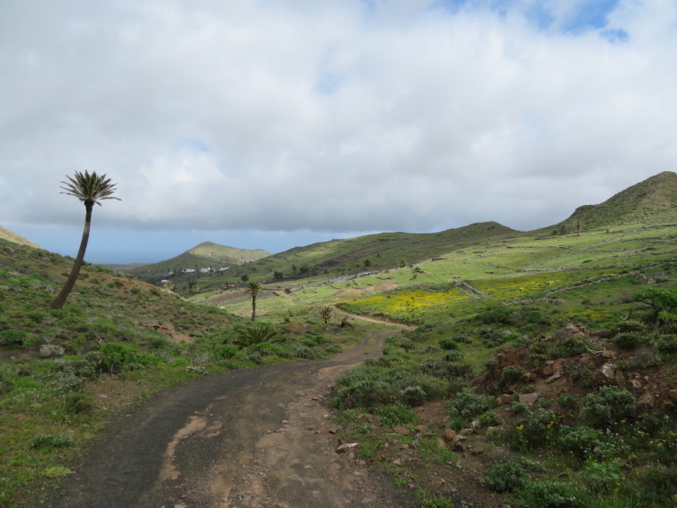 Spain Canary Islands: Lanzarote, Valleys West of Haria , back down Castillejos valley, Walkopedia