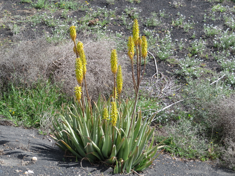 Spain Canary Islands: Lanzarote, La Geria; Montana Tinasoria , , Walkopedia