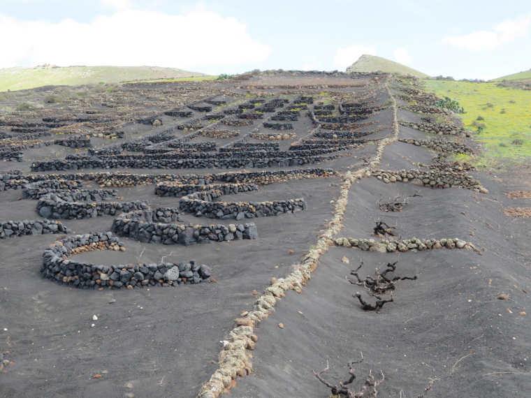 Spain Canary Islands: Lanzarote, La Geria; Montana Tinasoria , First vinyard slope, Walkopedia