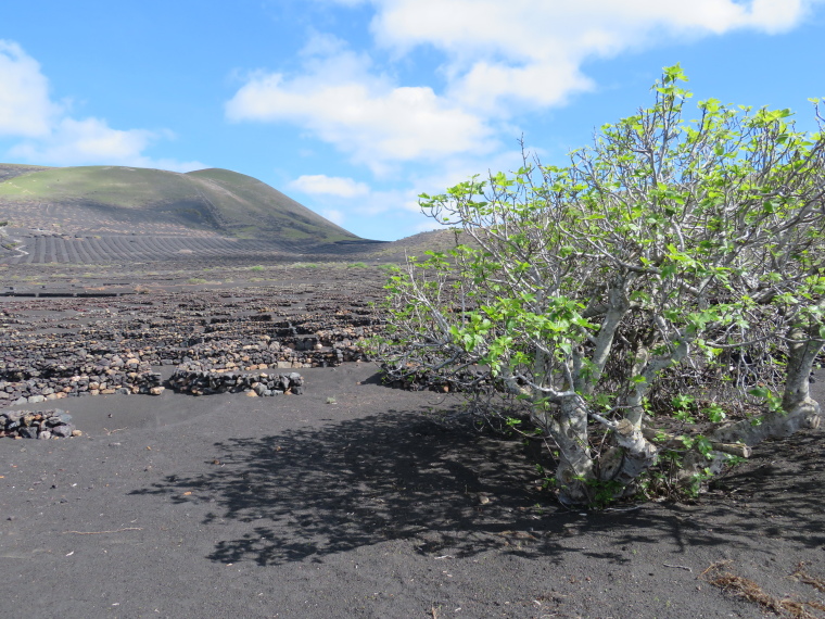 Spain Canary Islands: Lanzarote, La Geria; Montana Tinasoria , , Walkopedia