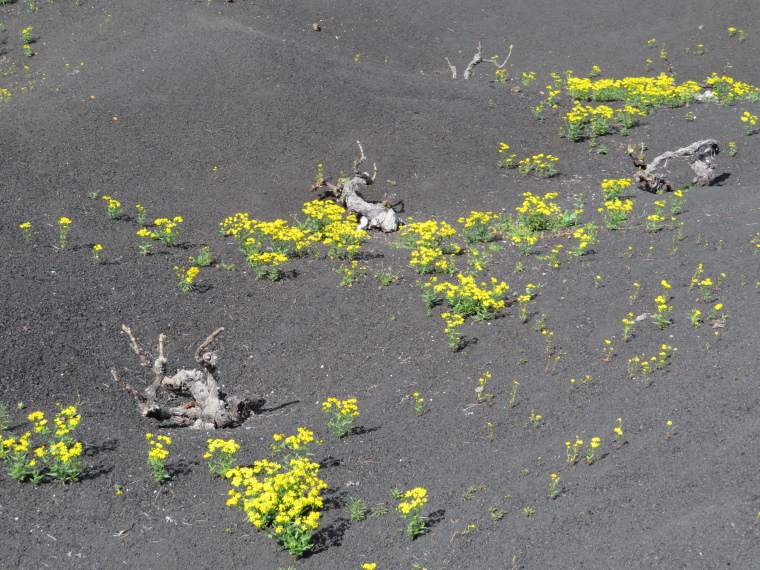 Spain Canary Islands: Lanzarote, La Geria; Montana Tinasoria , , Walkopedia