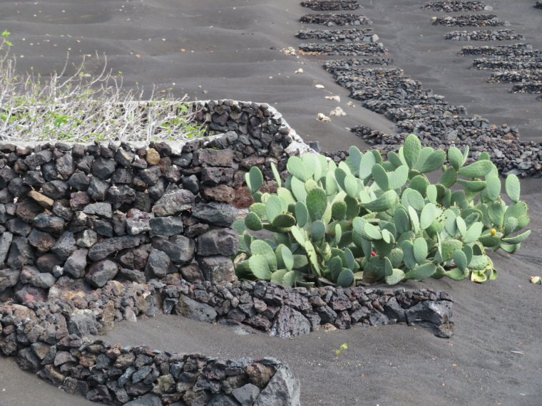 Spain Canary Islands: Lanzarote, La Geria; Montana Tinasoria , , Walkopedia