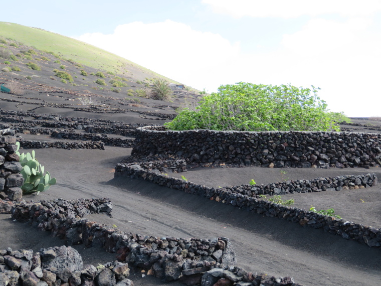 Spain Canary Islands: Lanzarote, La Geria; Montana Tinasoria , , Walkopedia