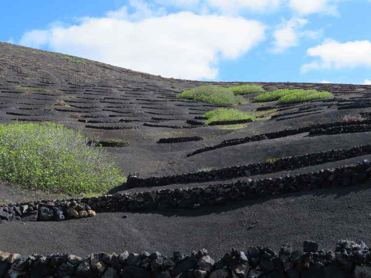 Spain Canary Islands: Lanzarote, La Geria; Montana Tinasoria , , Walkopedia