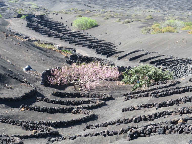 Spain Canary Islands: Lanzarote, La Geria; Montana Tinasoria , , Walkopedia